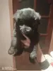 Щенки ньюфаундленда