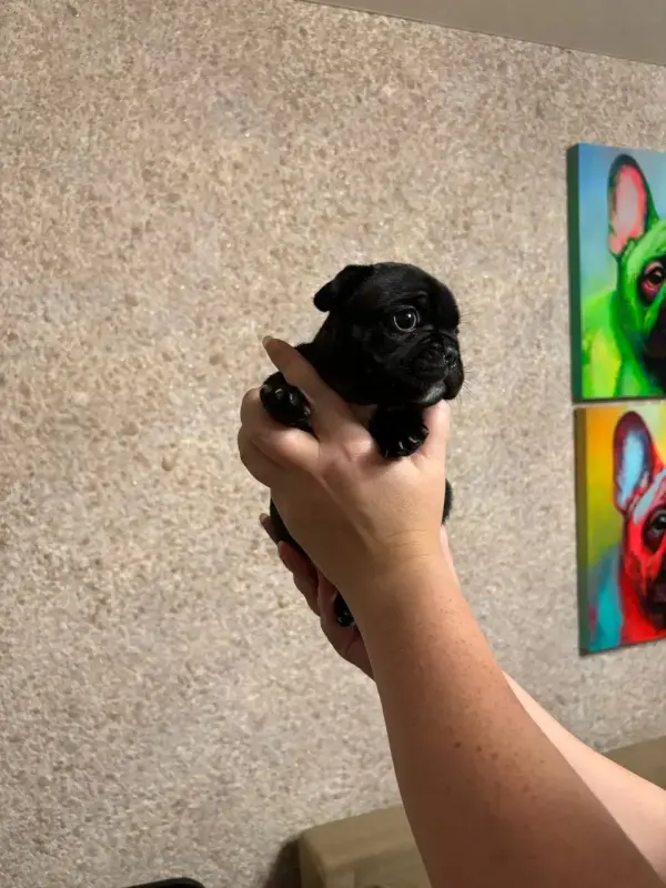 Щенки французского бульдога - Вся Беларусь - 153714 - Доска объявлений Kupika.by - Фото 7