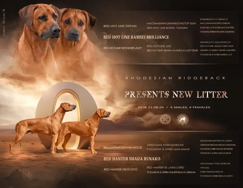 Собаки - Щенки Родезийского Риджбека - Вся Беларусь Щенки Родезийского Риджбека - Вся Беларусь - 156211 - Доска объявлений Kupika.by