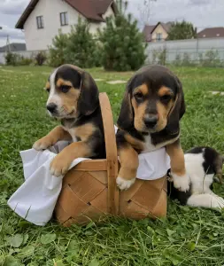 Щенки эстонской гончей