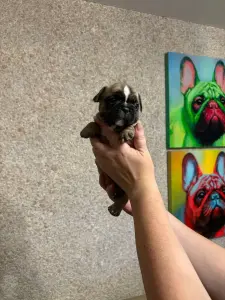 Щенки французского бульдога