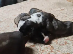 Щенки Американского Стаффордширского терьера