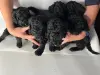 Пудель королевский. Щенки.