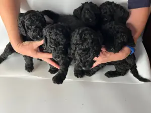 Пудель королевский. Щенки.