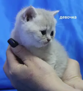 Шотландские котята