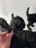 Пудель королевский. Щенки.