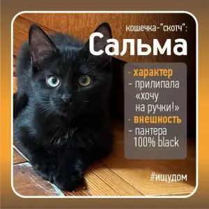 Кошка Сальма - дива