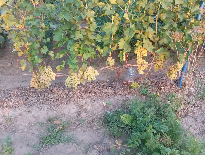 Черенки Винограда - Вся Беларусь - 164887 - Доска объявлений Kupika.by - Фото 8