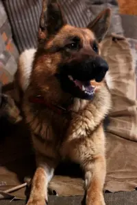 щенки чистокровных немцев с родословной БКО