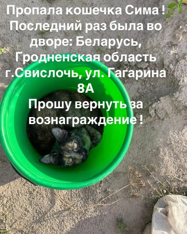 Вознаграждение! Пропала кошка Сима.