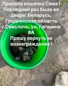 Вознаграждение. Пропала кошка Сима