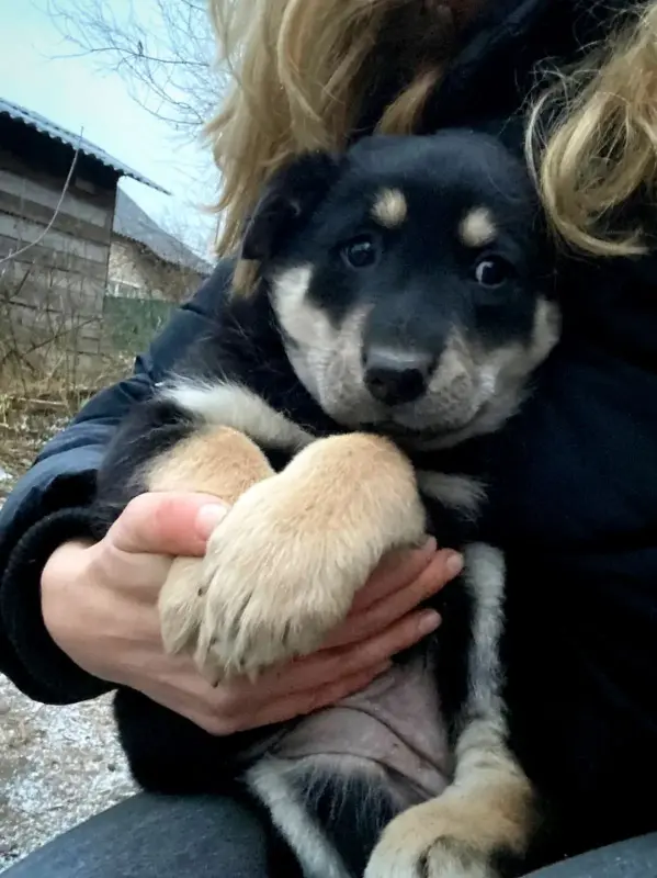 Щенки медвежата в дар