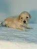 Карликовый пудель