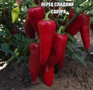 Перец сладкий САКУРА