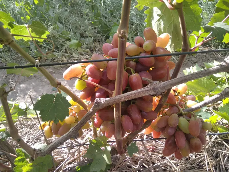 Черенки Винограда - Климовичи - 164887 - Доска объявлений Kupika.by - Фото 10