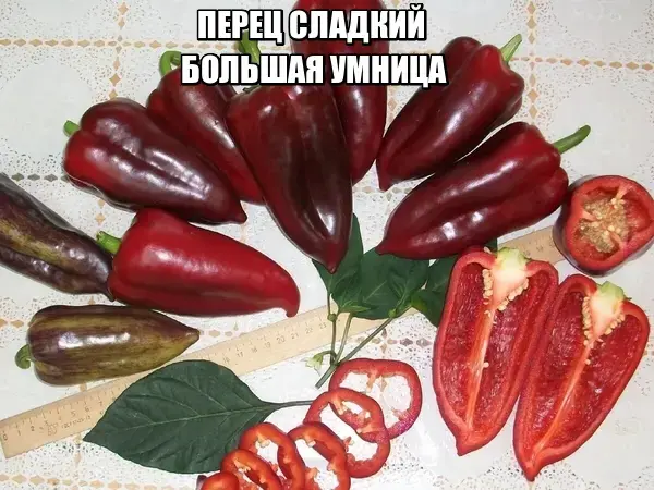 Перец сладкий БОЛЬШАЯ УМНИЦА