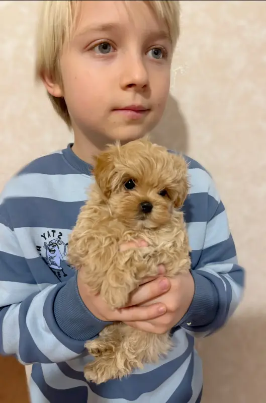 Мальтипу ф1 мини и микро элита разведения