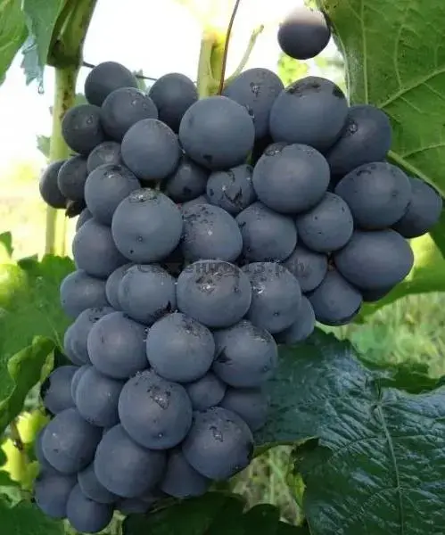 Черенки Винограда - Климовичи - 164887 - Доска объявлений Kupika.by - Фото 6