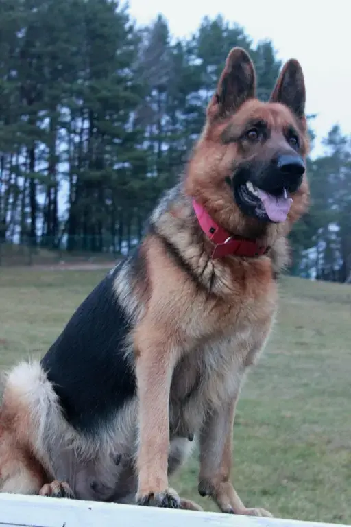 Собаки - щенки чистокровных немцев с родословной БКО - Вся Беларусь - Фото 6 щенки чистокровных немцев с родословной БКО - Вся Беларусь - 160896 - Доска объявлений Kupika.by - Фото 6