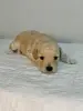 Карликовый пудель