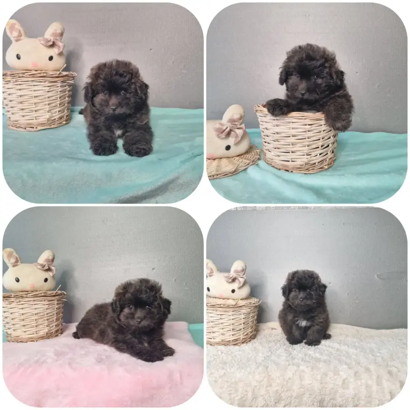 Мальчик помапу/мальтипу pomapoo/maltipoo