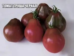 Томат ГРУША ЧЕРНАЯ