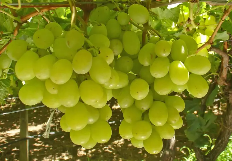 Черенки Винограда - Вся Беларусь - 164887 - Доска объявлений Kupika.by - Фото 13