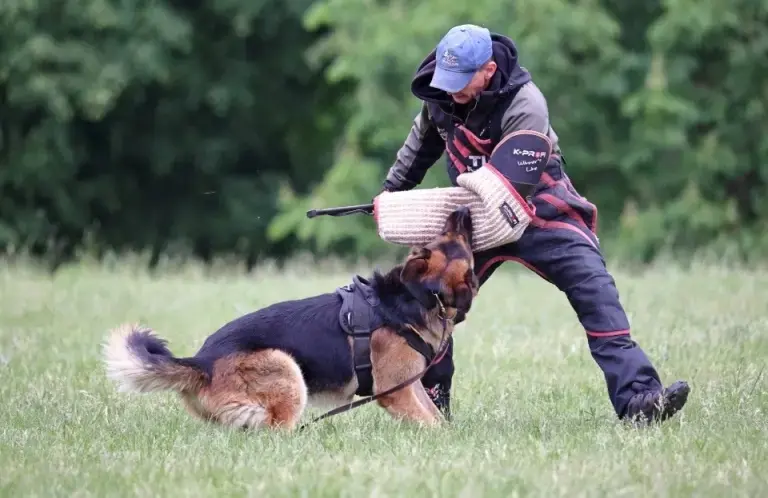 Собаки - щенки чистокровных немцев с родословной БКО - Вся Беларусь - Фото 8 щенки чистокровных немцев с родословной БКО - Вся Беларусь - 160896 - Доска объявлений Kupika.by - Фото 8