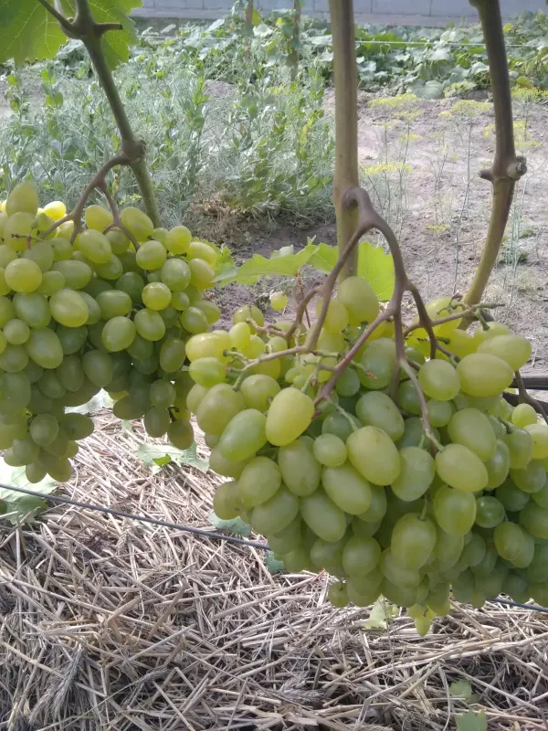 Черенки Винограда - Климовичи - 164887 - Доска объявлений Kupika.by - Фото 3