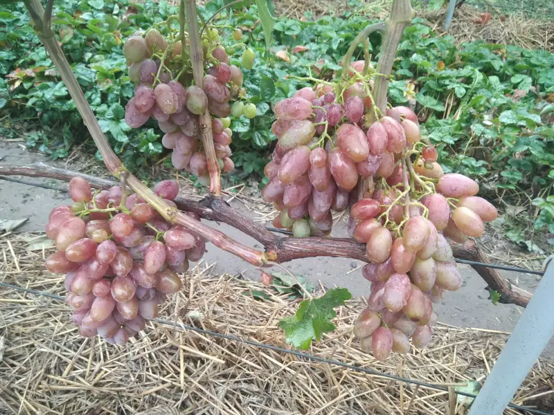 Черенки Винограда - Климовичи - 164887 - Доска объявлений Kupika.by - Фото 2