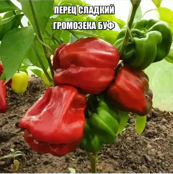 Перец сладкий ГРОМОЗЕКА БУФ