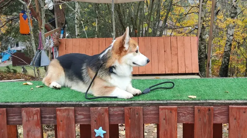 Собака воет, лает, портит вещи? - Рогачёв - 179464 - Доска объявлений Kupika.by - Фото 4