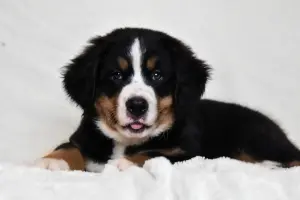 чистопородные щенки Бернского зенненхунда