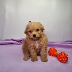 Щенки дизайн породы мальтипу maltipoo