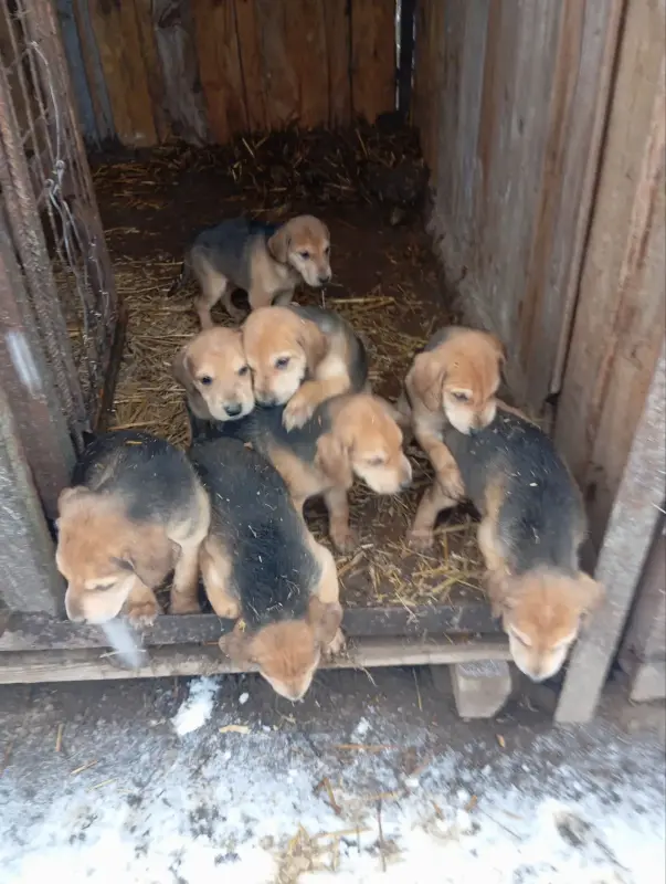 Щенки русской гончей