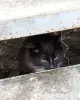 Котята с шахматным окрасом.