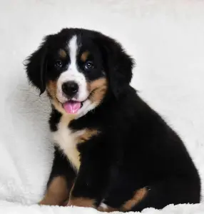 чистопородные щенки Бернского зенненхунда