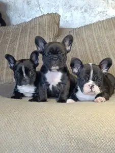 Французский бульдог