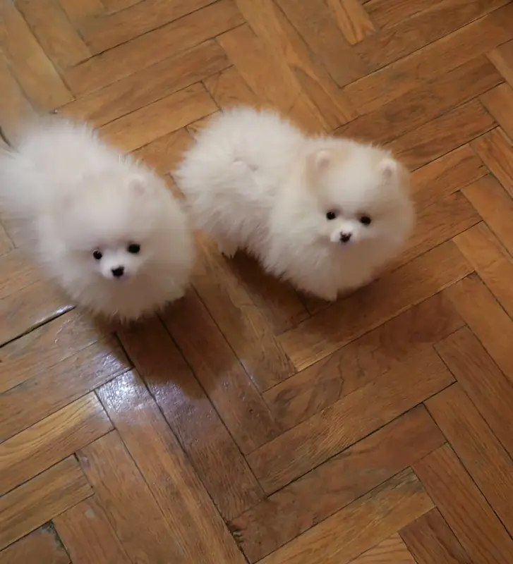 Щенки шпица.