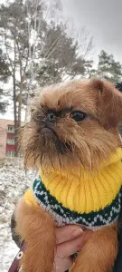 Брюссельский Гриффон.