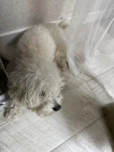 Собака