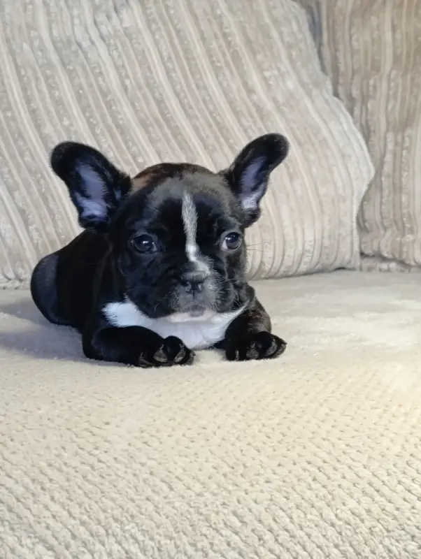 Французский бульдог - Вся Беларусь - 185512 - Доска объявлений Kupika.by - Фото 3