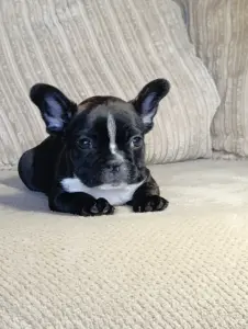 Французский бульдог