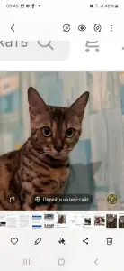 Продам бенгальскую кошку