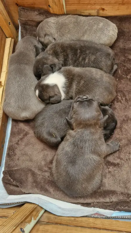 Щенки французский бульдог