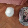Щенки шпица.