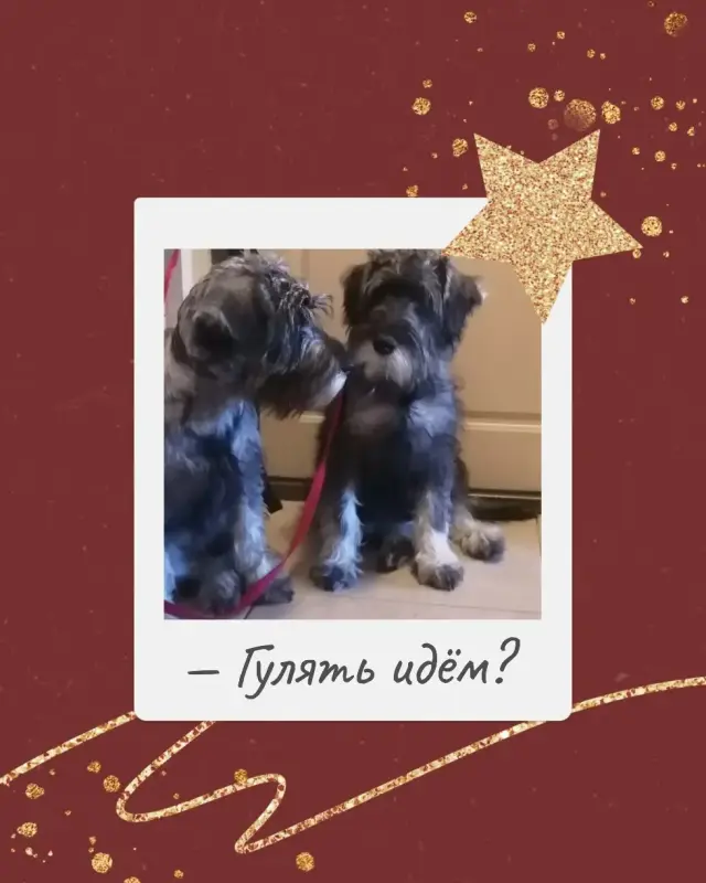 Щенки миттельшнауцера от родителей-чемпионов