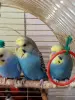 Попугай получех, самцы птенцы
