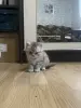 Милые малыши шотладской кошечки