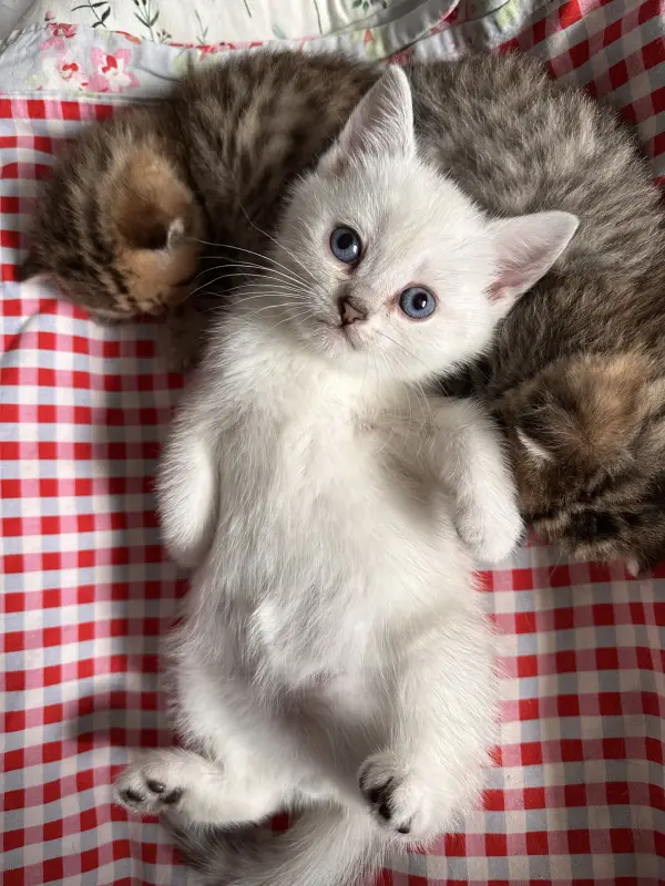 Котенок шотландец прямоухий